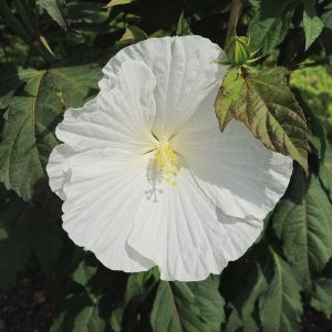Hibiskus bylinowy 'White Angel' Hibiscus moscheutos 'White Angel'