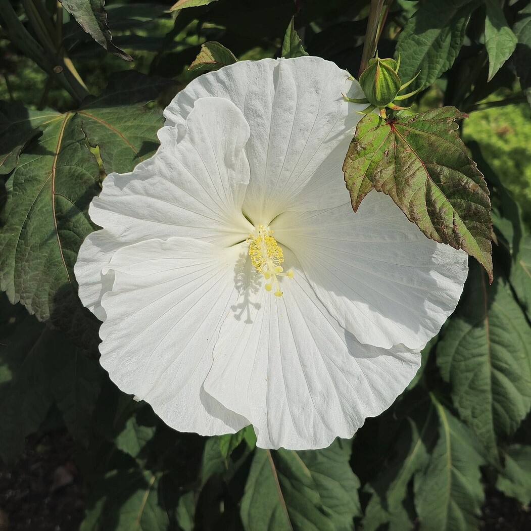 Hibiskus bylinowy 'White Angel' Hibiscus moscheutos 'White Angel'