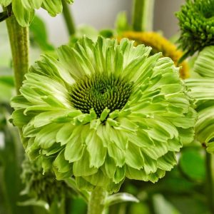Jeżówka 'SunSeekers Apple Green' Echinacea