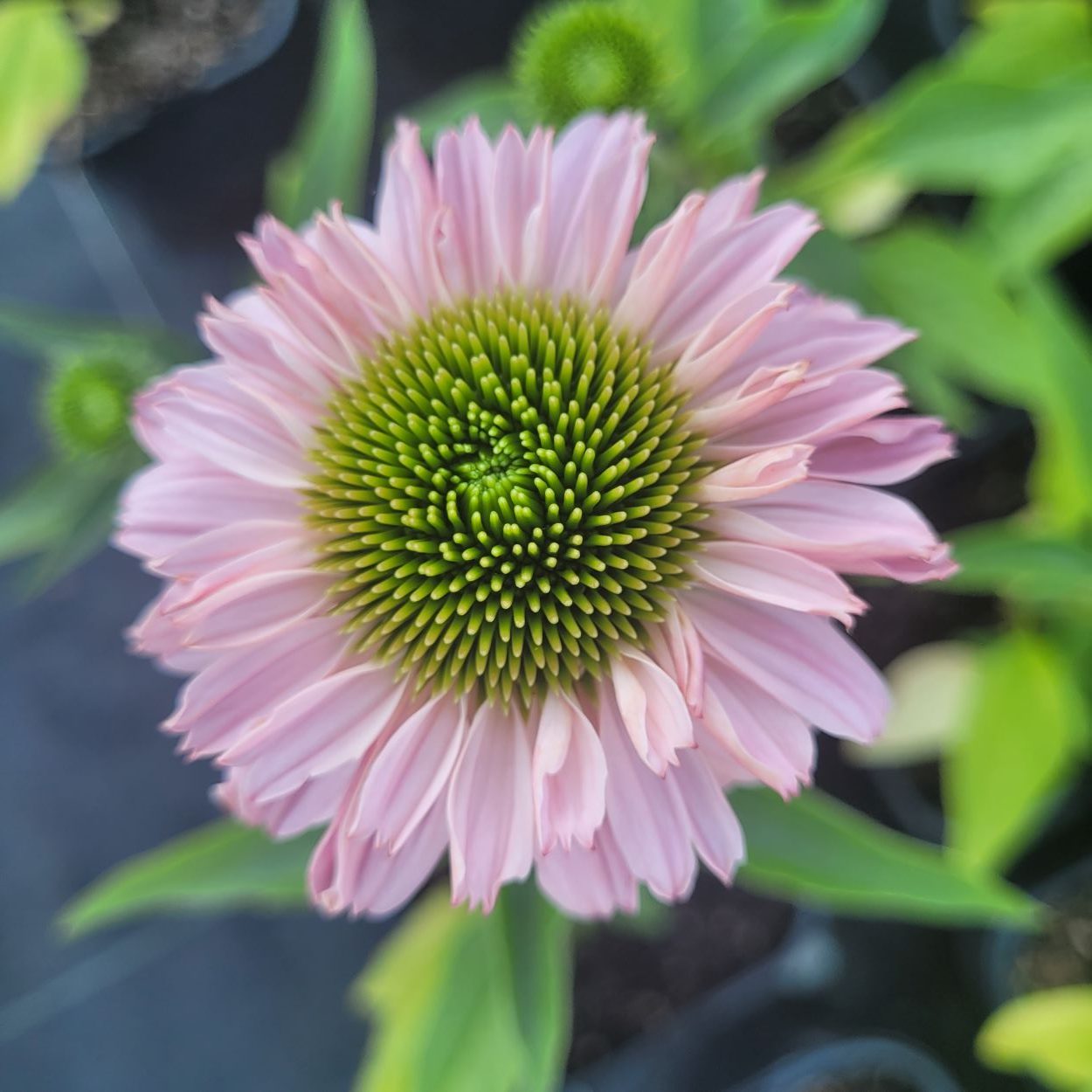 Jeżówka 'SunSeekers Blush' Echinacea