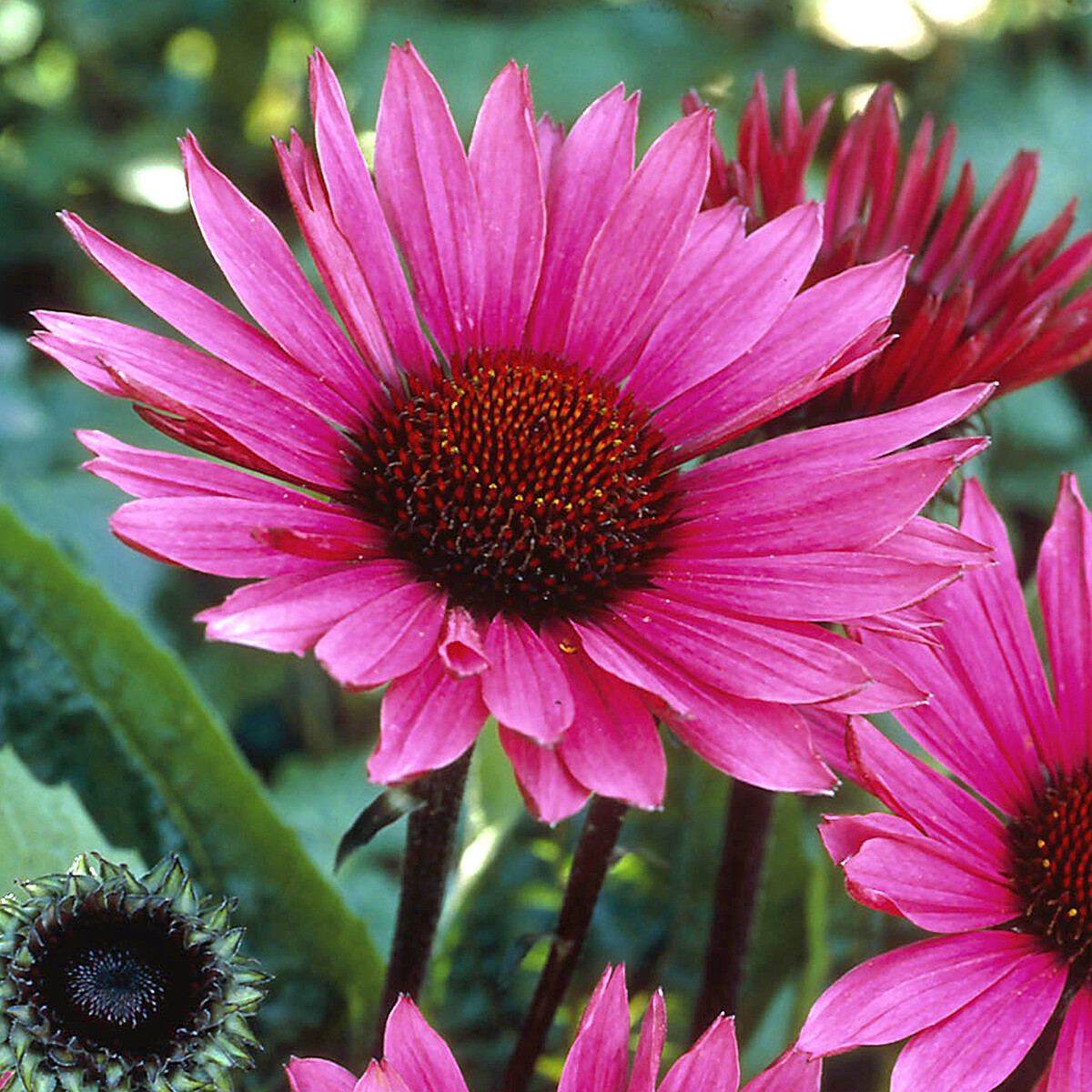 Jeżówka purpurowa 'Fatal Attraction' Echinacea purpurea 'Fatal Attraction' (1)