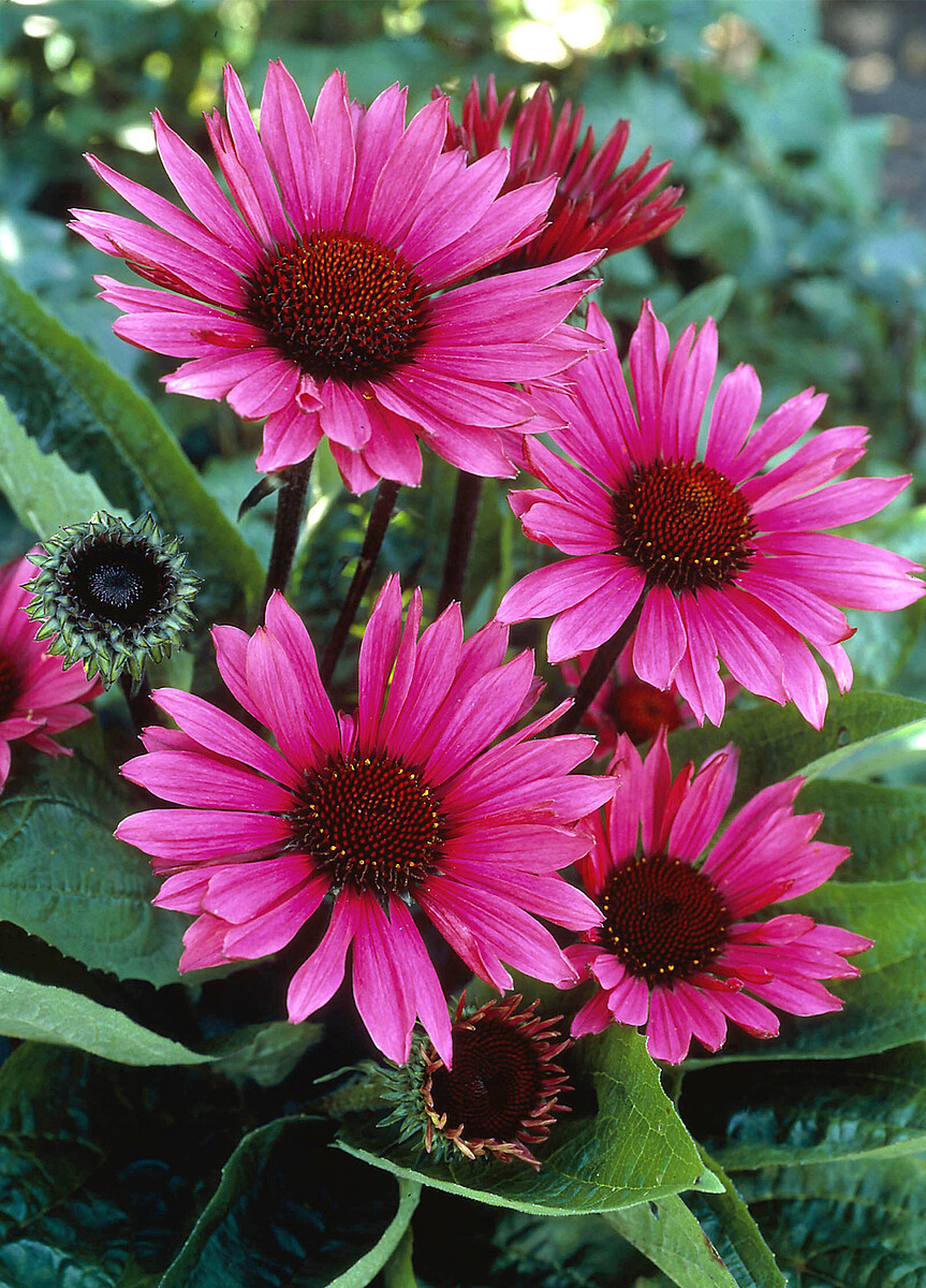 Jeżówka purpurowa 'Fatal Attraction' Echinacea purpurea 'Fatal Attraction' (2)