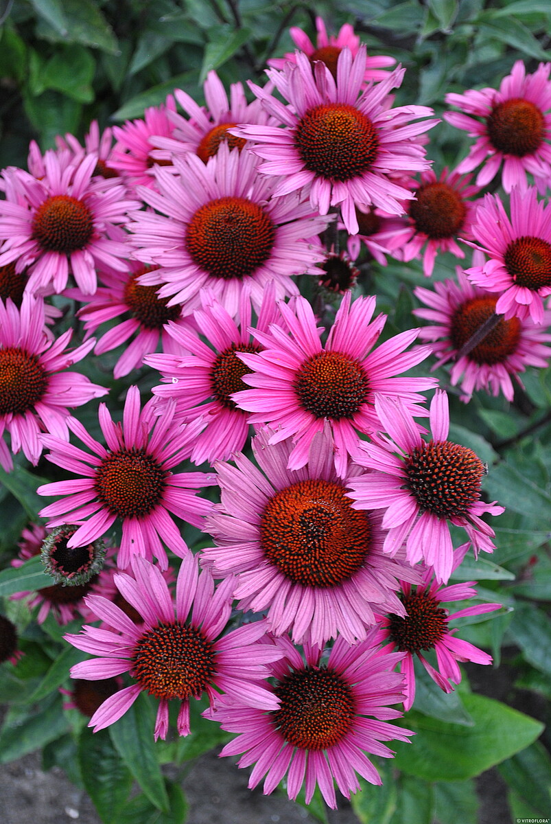 Jeżówka purpurowa 'Fatal Attraction' Echinacea purpurea 'Fatal Attraction' (3)