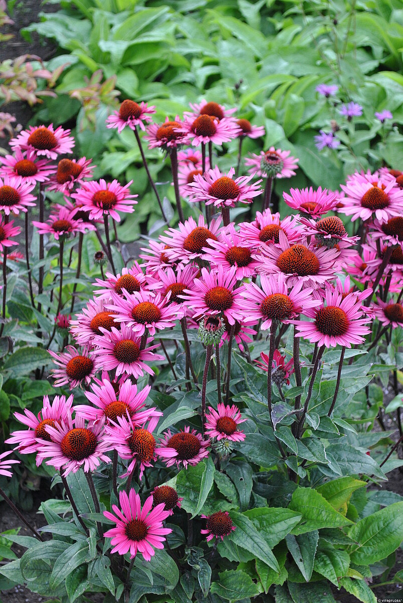 Jeżówka purpurowa 'Fatal Attraction' Echinacea purpurea 'Fatal Attraction' (4)