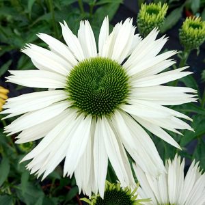 Jeżówka purpurowa 'Virgin' Echinacea purpurea 'Virgin'
