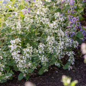 Kocimiętka Faassena 'Snowflake' Nepeta x faassenii 'Snowflake'1