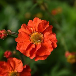 Kuklik chilijski 'Grande Rosso' Geum chiloense 'Grande Rosso'