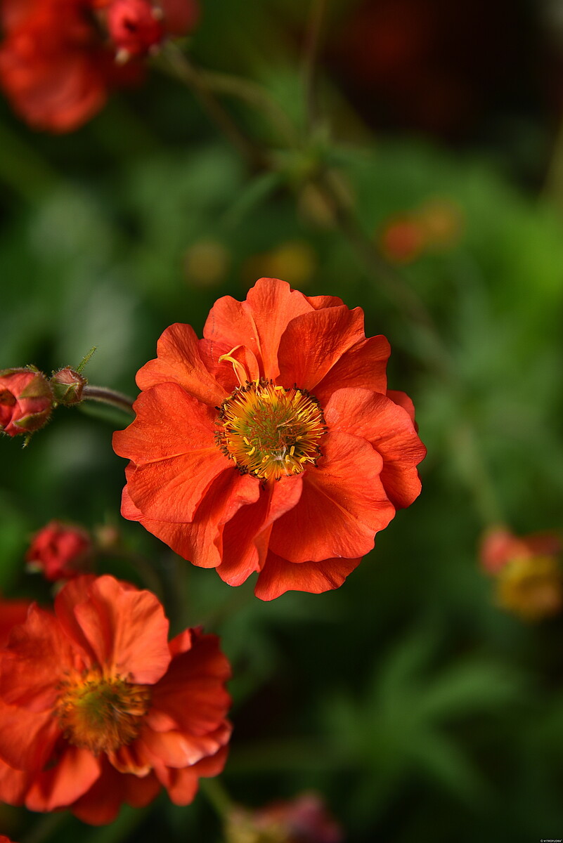 Kuklik chilijski 'Grande Rosso' Geum chiloense 'Grande Rosso'1