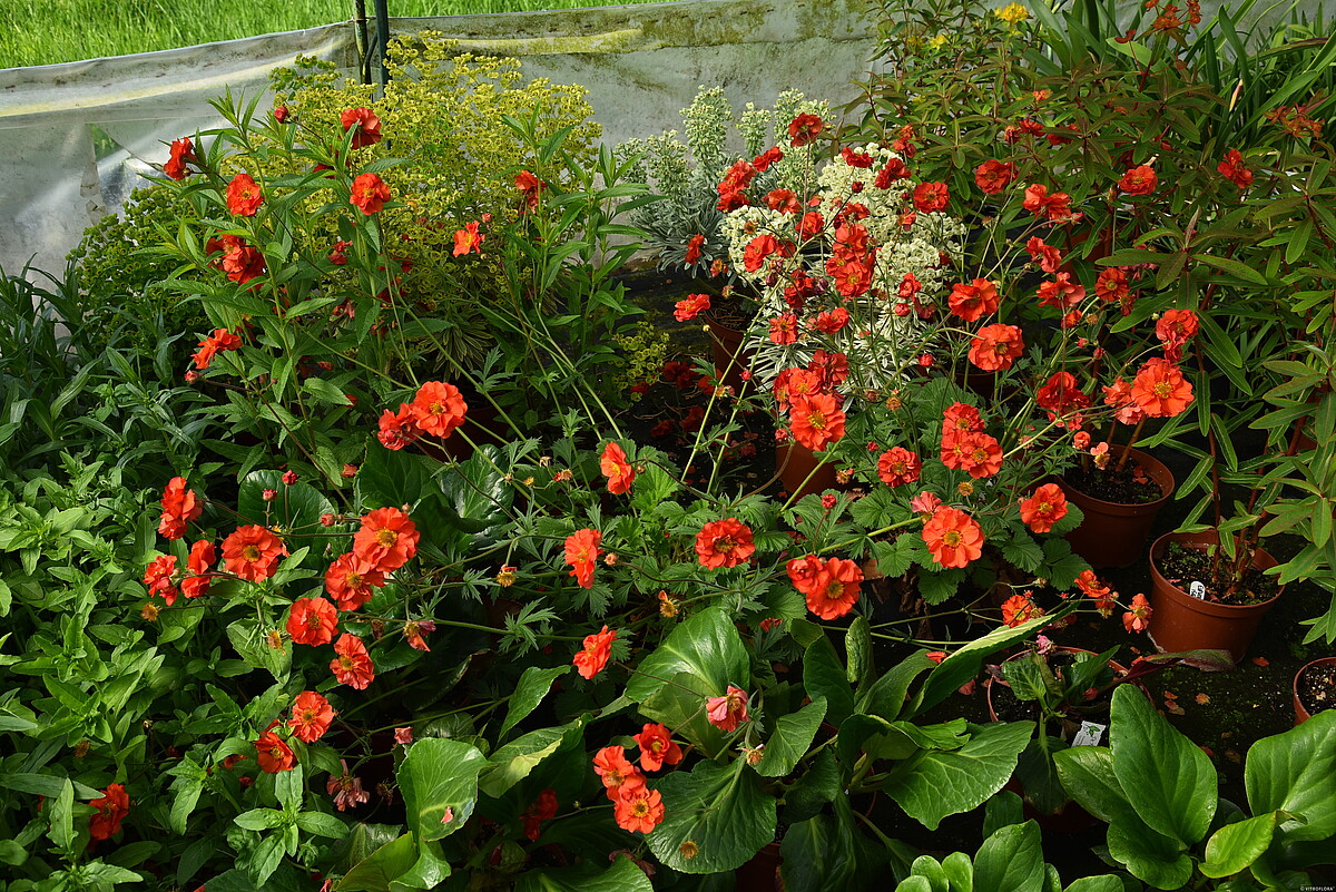 Kuklik chilijski 'Grande Rosso' Geum chiloense 'Grande Rosso'2