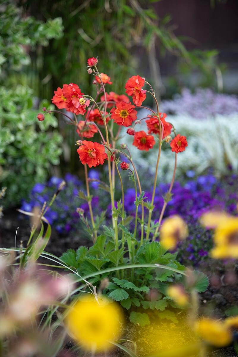 Kuklik chilijski 'Grande Rosso' Geum chiloense 'Grande Rosso'3