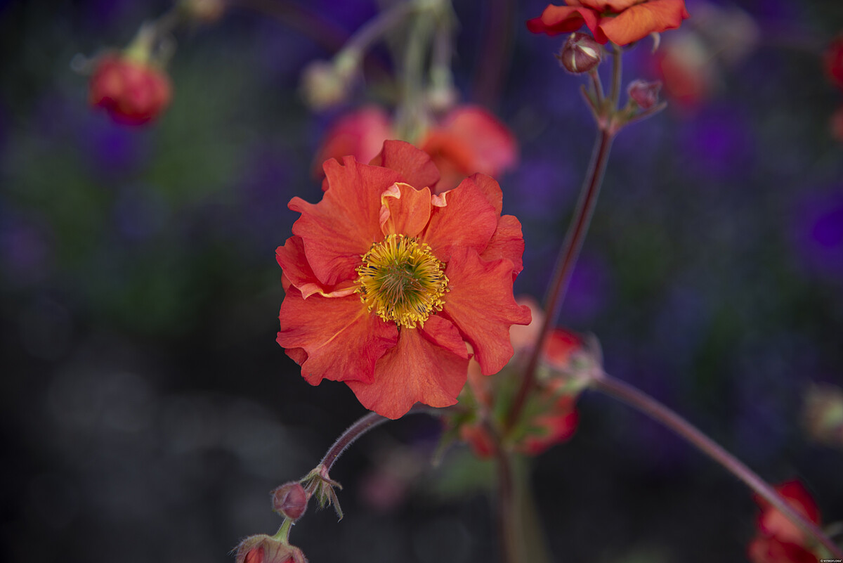 Kuklik chilijski 'Grande Rosso' Geum chiloense 'Grande Rosso'4