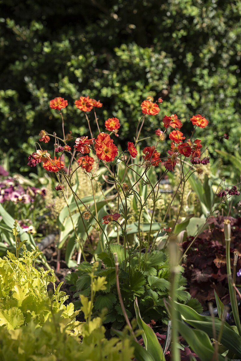 Kuklik chilijski 'Grande Rosso' Geum chiloense 'Grande Rosso'5