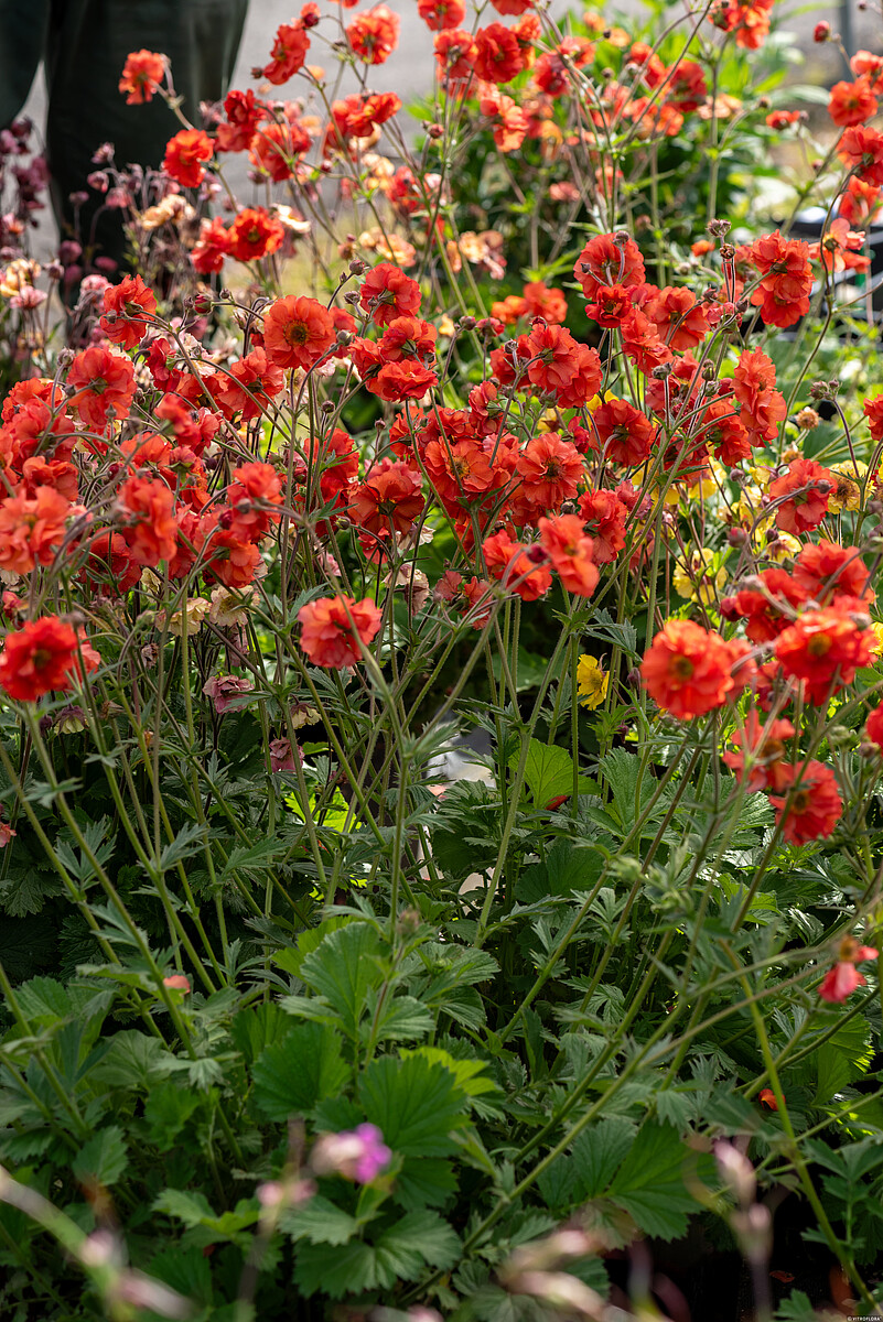 Kuklik chilijski 'Grande Rosso' Geum chiloense 'Grande Rosso'6
