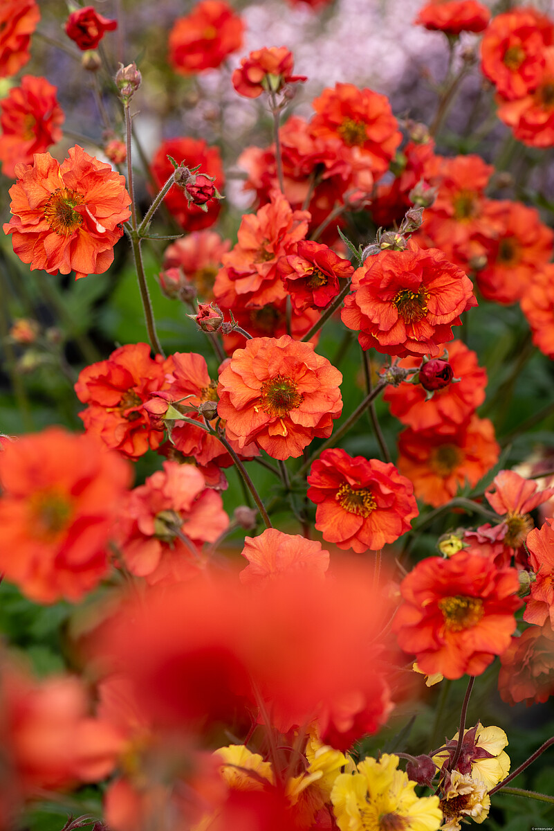 Kuklik chilijski 'Grande Rosso' Geum chiloense 'Grande Rosso'7