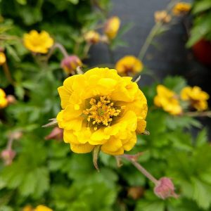 Kuklik mieszańcowy 'Golden Joy' Geum hybrida 'Golden Joy'