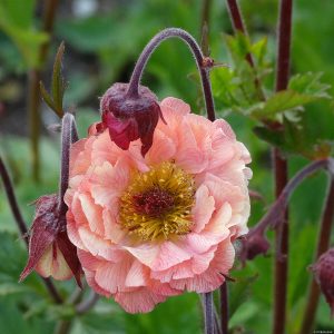Kuklik mieszańcowy 'Mai Tai' Geum hybrida 'Mai Tai'