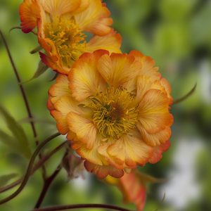 Kuklik mieszańcowy 'Nonna' Geum hybrida 'Nonna'