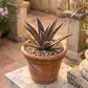 Mangawa 'Blazing Saddles' Mangave 'Blazing Saddles'