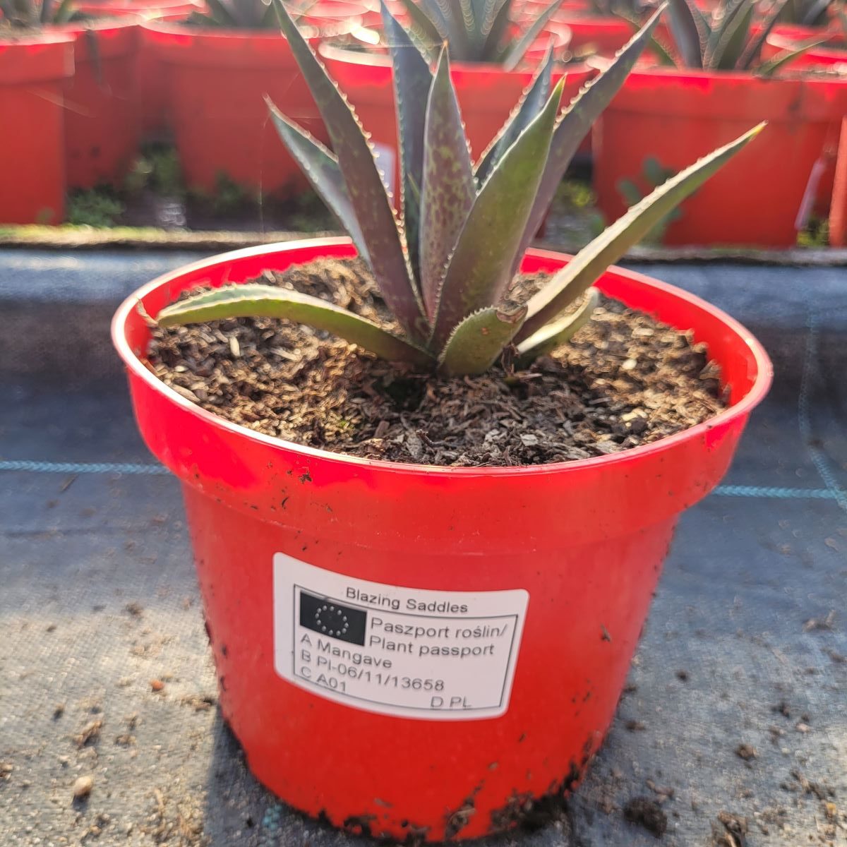 Mangawa 'Blazing Saddles' Mangave 'Blazing Saddles'