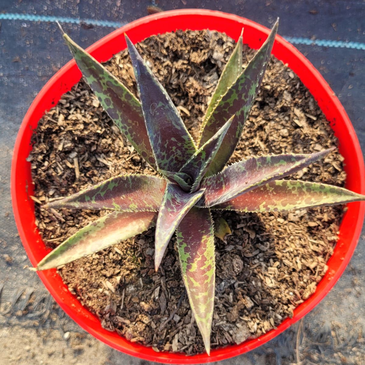 Mangawa 'Blazing Saddles' Mangave 'Blazing Saddles'1