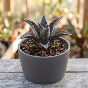Mangawa 'Night Owl' Mangave 'Night Owl'