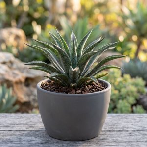 Mangawa 'Pineapple Express' Mangave 'Pineapple Express'