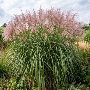 Miskant olbrzymi 'Meidl' Miscanthus giganteus 'Meidl'