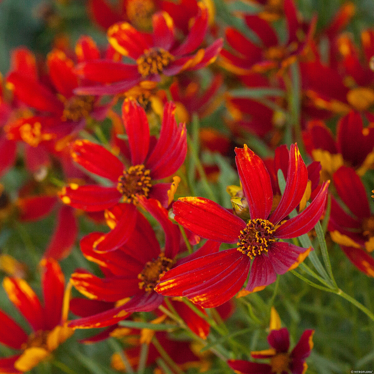 Nachyłek 'Ladybird' Coreopsis verticillata 'Ladybird'