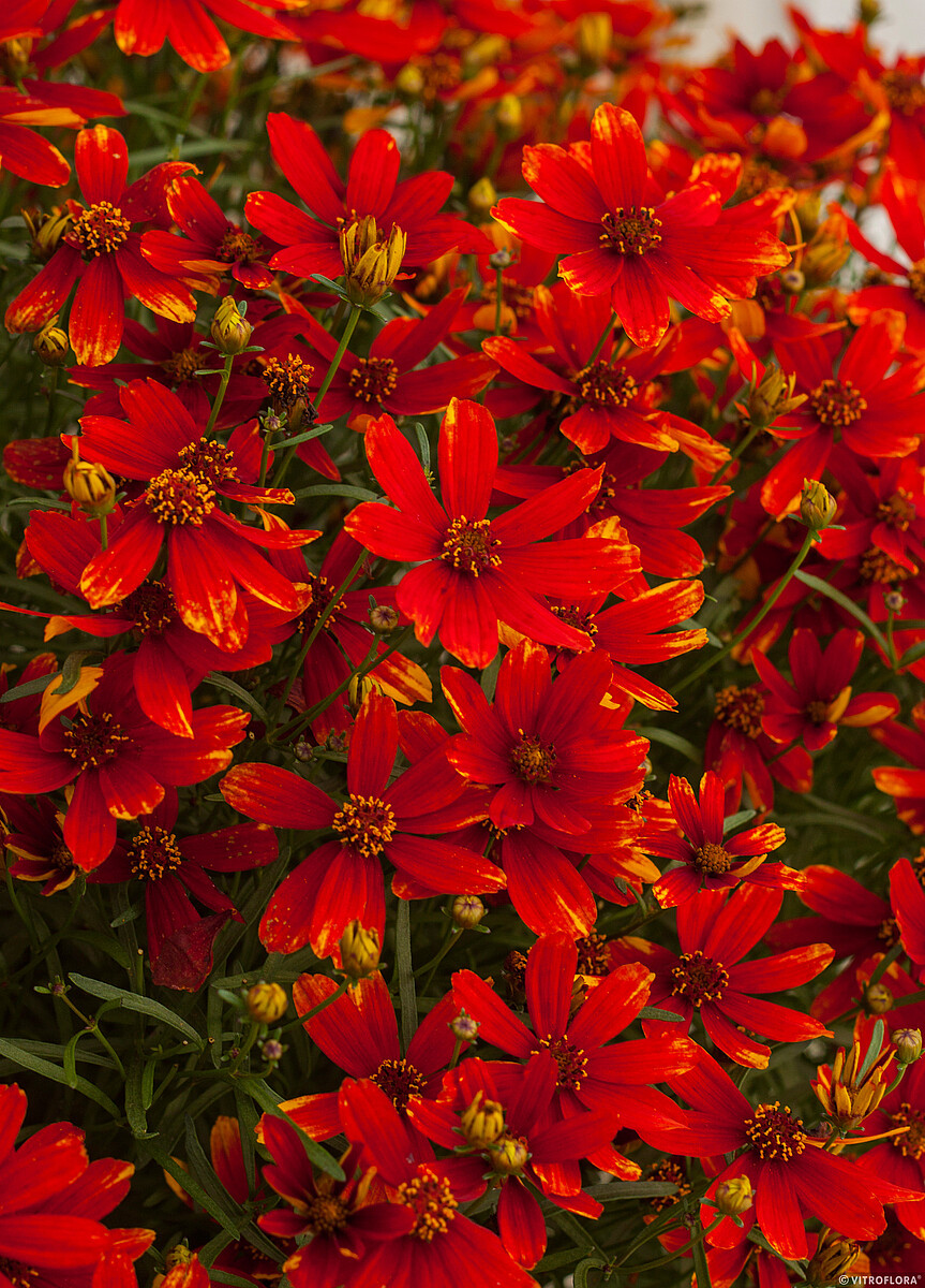 Nachyłek 'Ladybird' Coreopsis verticillata 'Ladybird'4 (1)