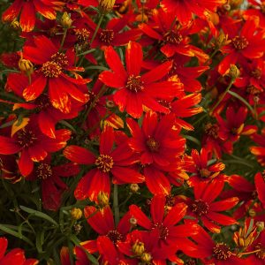 Nachyłek 'Ladybird' Coreopsis verticillata 'Ladybird'4 (2)