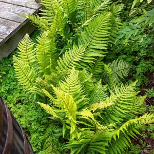 Narecznica Wallicha 'Jurassic Gold' Dryopteris wallichiana 'Jurassic Gold'