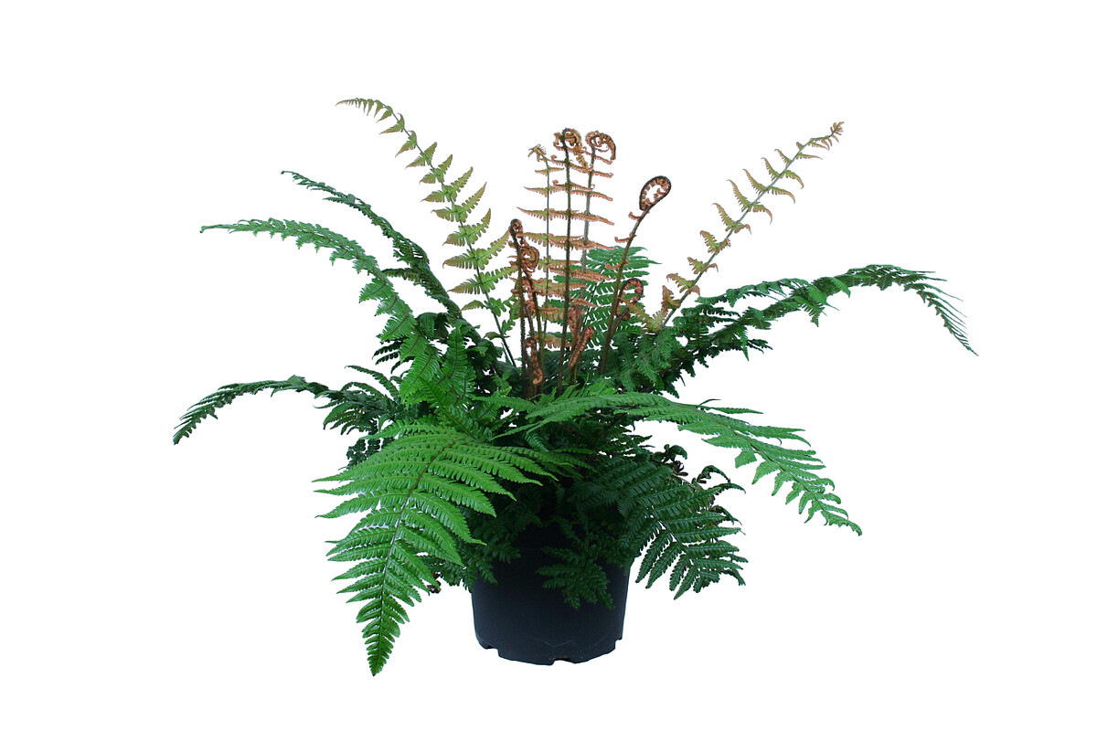 Narecznica Wallicha 'Jurassic Gold' Dryopteris wallichiana 'Jurassic Gold'1