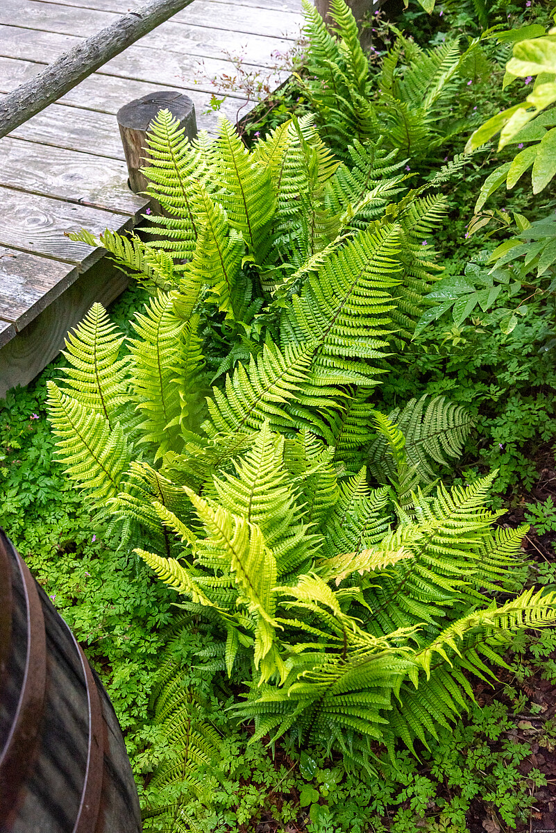 Narecznica Wallicha 'Jurassic Gold' Dryopteris wallichiana 'Jurassic Gold'2