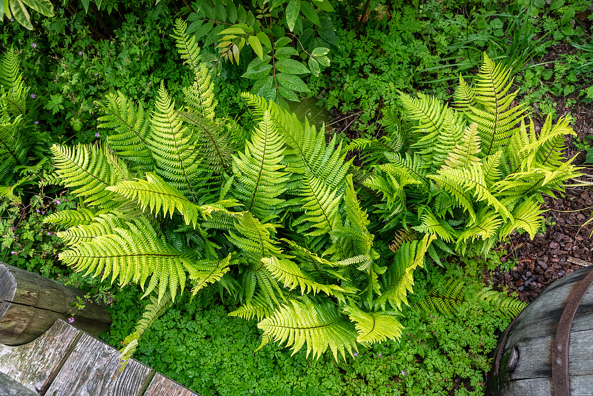 Narecznica Wallicha 'Jurassic Gold' Dryopteris wallichiana 'Jurassic Gold'3