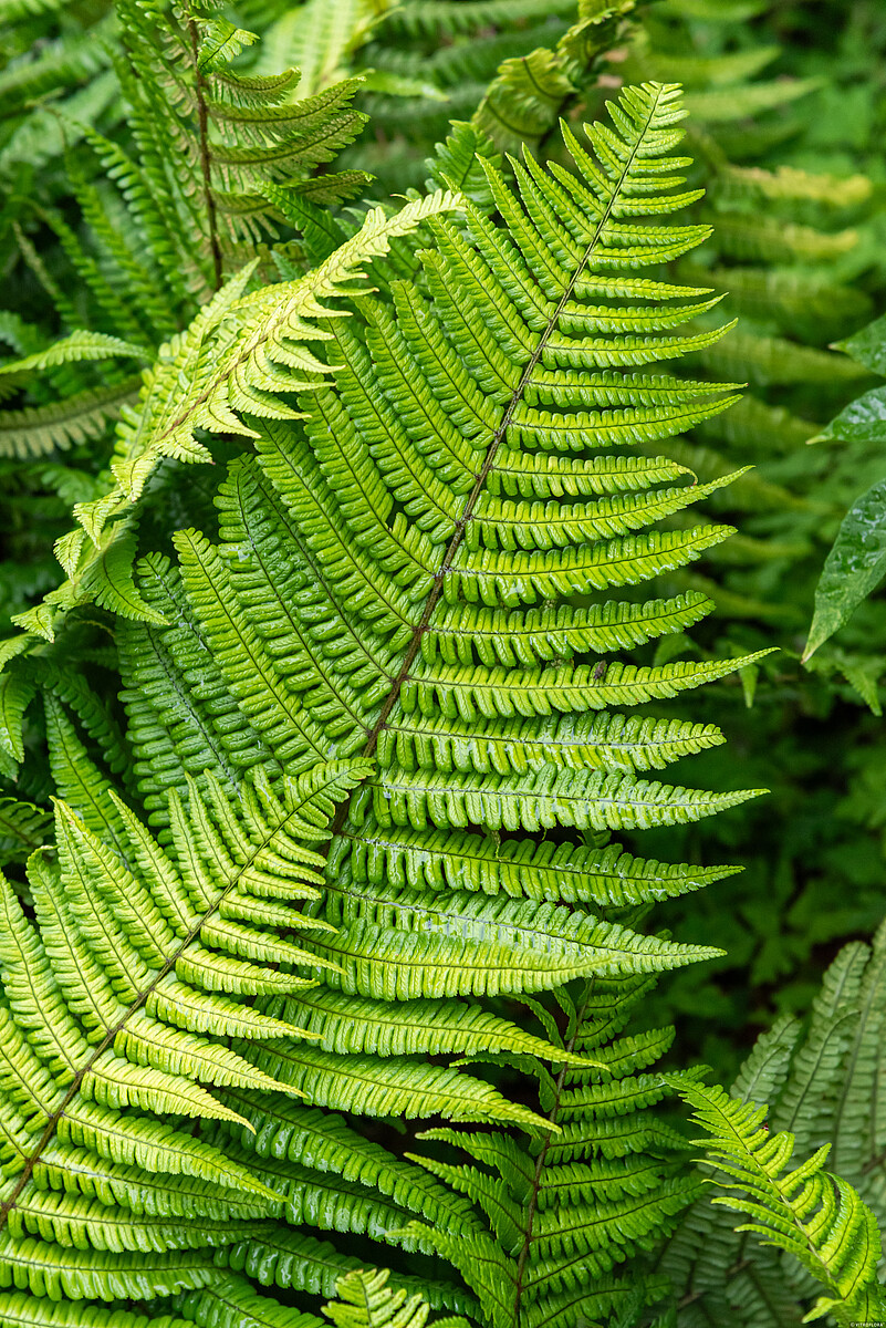 Narecznica Wallicha 'Jurassic Gold' Dryopteris wallichiana 'Jurassic Gold'4