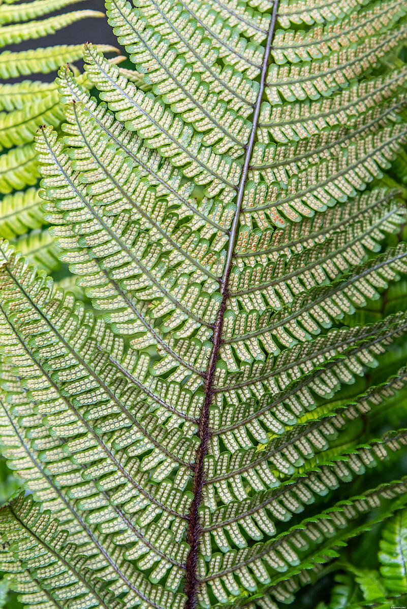 Narecznica Wallicha 'Jurassic Gold' Dryopteris wallichiana 'Jurassic Gold'5