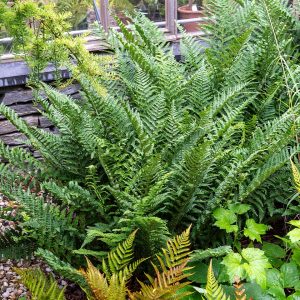 Narecznica samcza 'Barnesii' Dryopteris filix-mas 'Barnesii'11