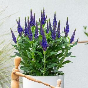 Przetacznik 'Lancita Blue' Veronica hybrida 'Lancita Blue'