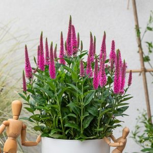 Przetacznik 'Lancita Pink' Veronica hybrida 'Lancita Pink'