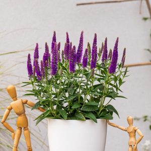 Przetacznik 'Lancita Purple' Veronica hybrida 'Lancita Purple'