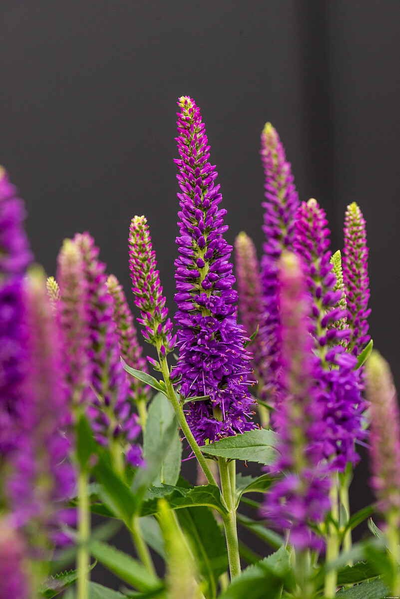 Przetacznik 'Lancita Purple' Veronica hybrida 'Lancita Purple'1