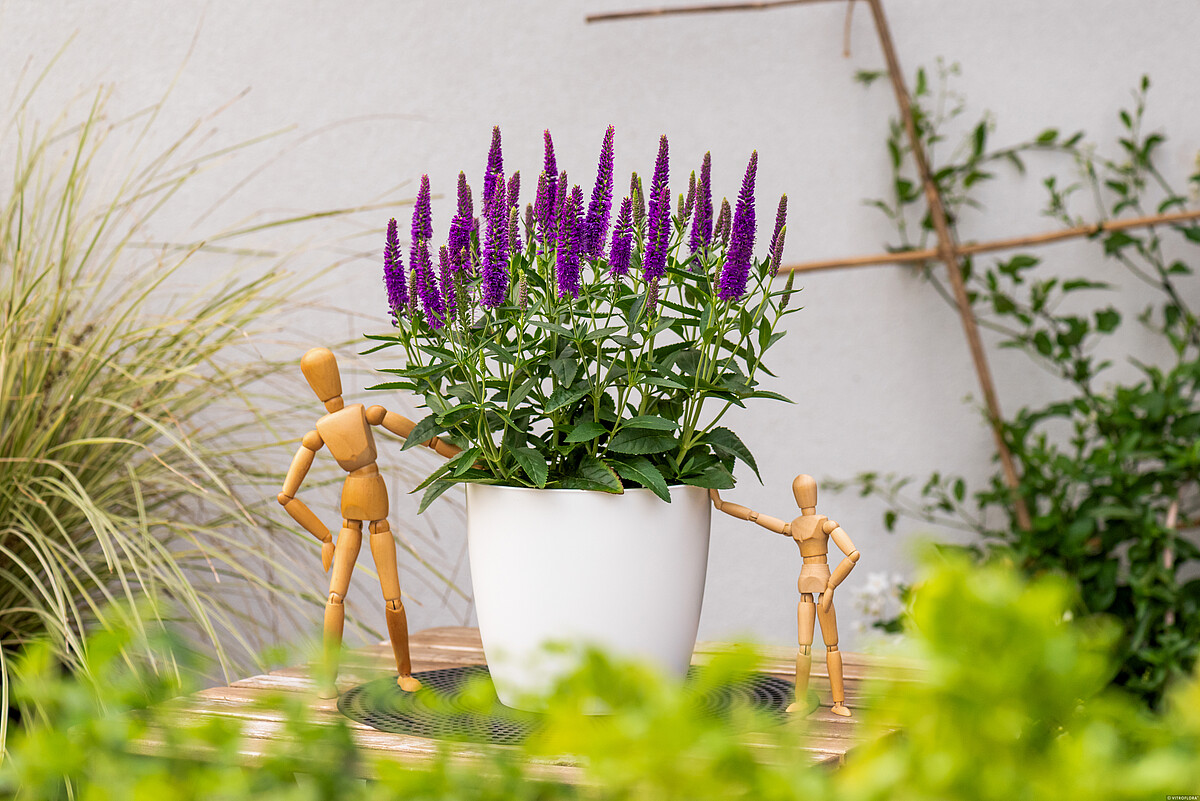 Przetacznik 'Lancita Purple' Veronica hybrida 'Lancita Purple'2