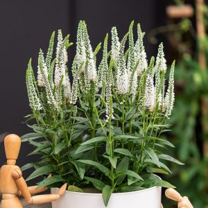 Przetacznik 'Lancita White' Veronica hybrida 'Lancita White'