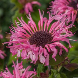 Pysznogłówka 'Bee-Lieve' Monarda