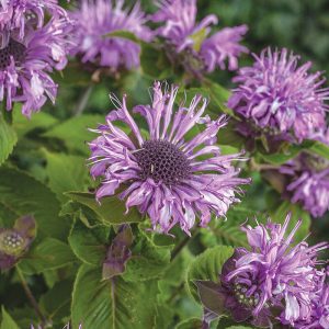 Pysznogłówka 'Bee-Pretty' Monarda