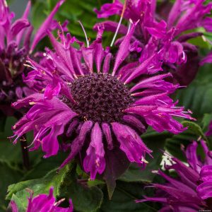Pysznogłówka 'Bee-Pure' Monarda