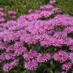 Pysznogłówka 'SUGAR BUZZ® Bubblegum Blast' Monarda2