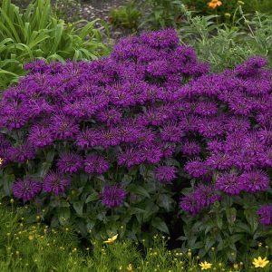 Pysznogłówka Sugar Buzz® 'Grape Gumball' Monarda