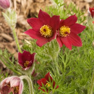 Sasanka zwyczajna 'Rote Glocke' Pulsatilla vulgaris 'Rote Glocke'