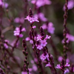 Werbena pospolita 'Bampton' Verbena officinalis5